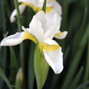 Dutch Iris