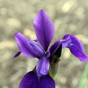 Dutch Iris