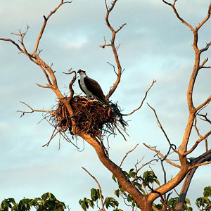 Bushwood Osprey