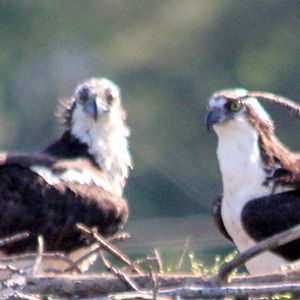 Osprey