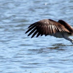 Osprey