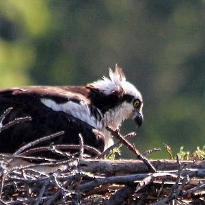 Osprey