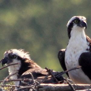 Osprey