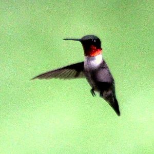 Hummingbird