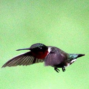 Hummingbird