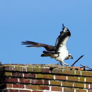 Saint Francis Xavier Osprey