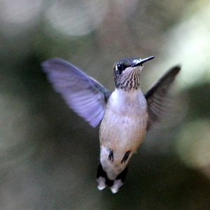 Hummingbird