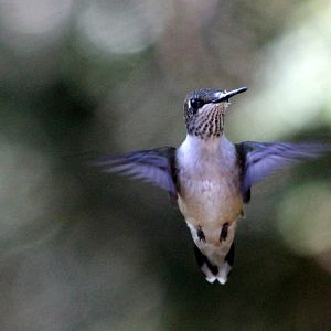 Hummingbird