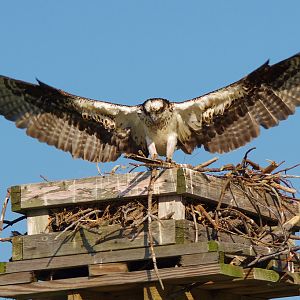 Osprey