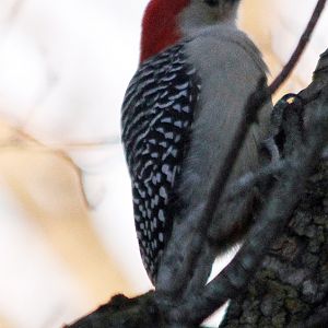 Woodpecker Day