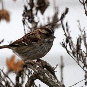 Wren