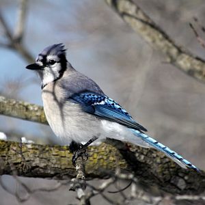 Back Yard Birds