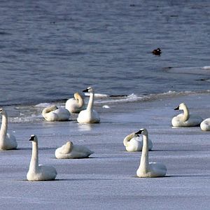 swans