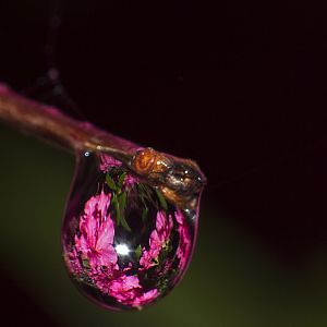 Chesapeake Beach Raindrop