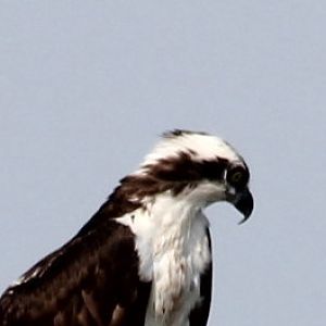 Osprey