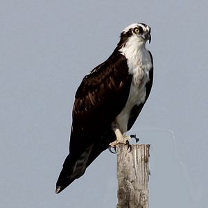 Osprey