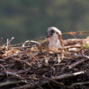 Nesting Osprey 2