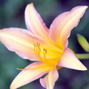 Day Lily