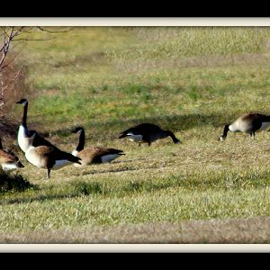 Water fowl