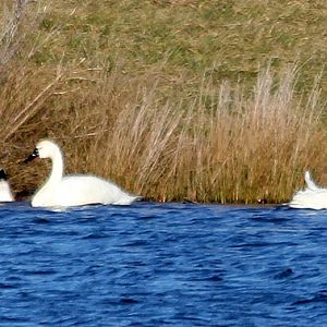 Water fowl