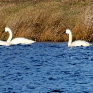 Water fowl