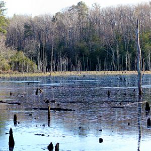 Calvert_Cliffs_Swamp