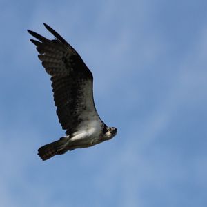 Osprey