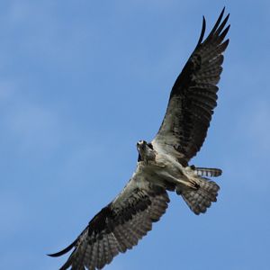 Osprey