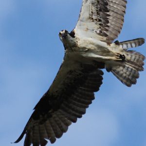 Osprey