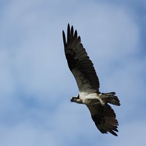 Osprey