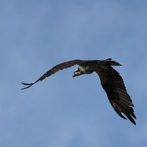 Osprey