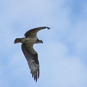 Osprey