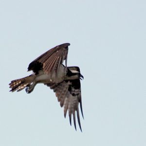 Osprey