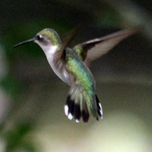 Hummingbirds