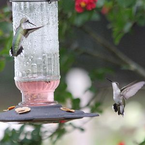 Hummingbirds