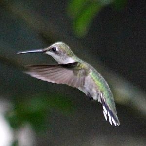 Hummingbirds