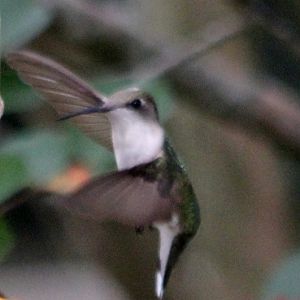 Hummingbirds