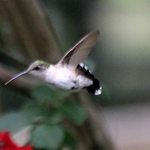 Hummingbirds