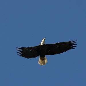 Eagle