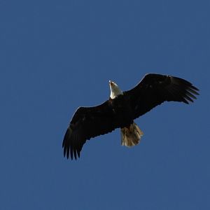 Eagle 2