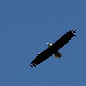 Eagle 3