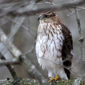 Backyard Visitor