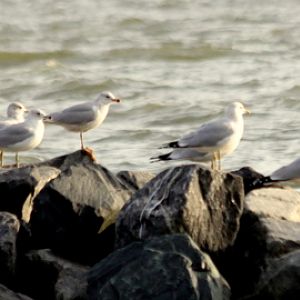 Sea Gulls