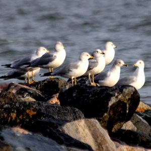 Sea Gulls