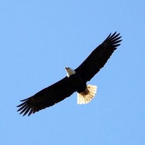 Eagle