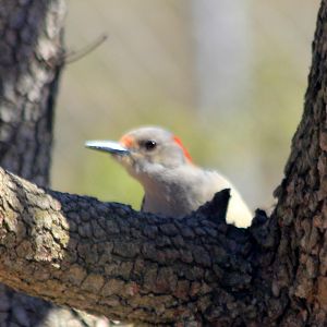 Backyard Photography