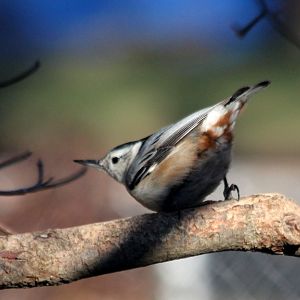 Backyard Photography