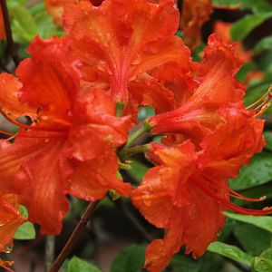 Wild Azalea