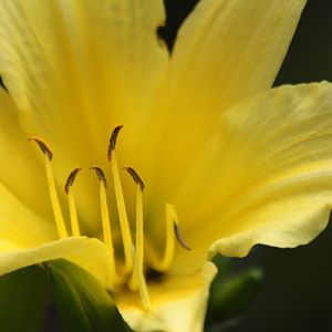 Day Lilly