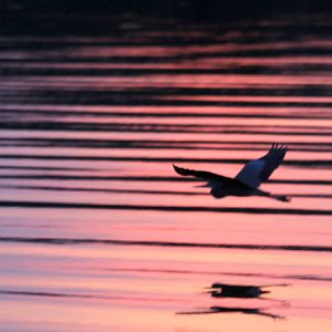 Heron at Sunset